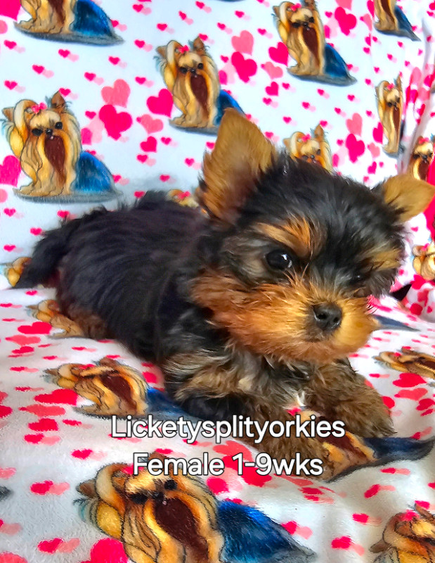 Exceptional Little Doll Faced Yorkie in Dogs & Puppies for Rehoming in Prince George - Image 2