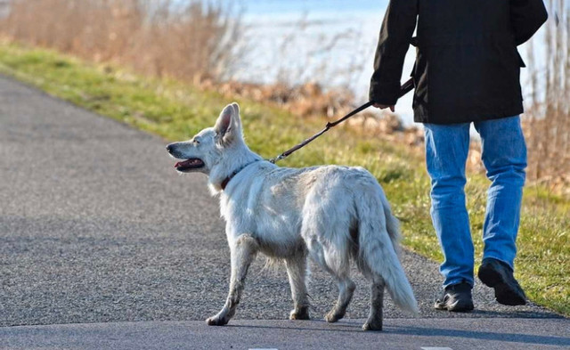 Dog Walking  in Animal & Pet Services in Edmonton
