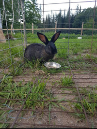LOVING, CUDDLY MALE BUNNY NEEDS A HOME - 3 YEARS OLD