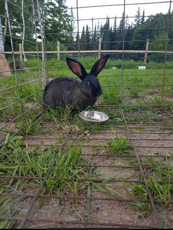 LOVING, CUDDLY MALE BUNNY NEEDS A HOME - 3 YEARS OLD in Small Animals for Rehoming in Sault Ste. Marie