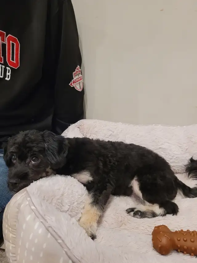 Puppies  for  sale  Chihuahua  cross  Maltese in Dogs & Puppies for Rehoming in Kitchener / Waterloo - Image 3