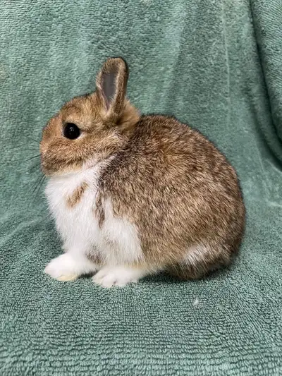Netherland Dwarf Buck, View more