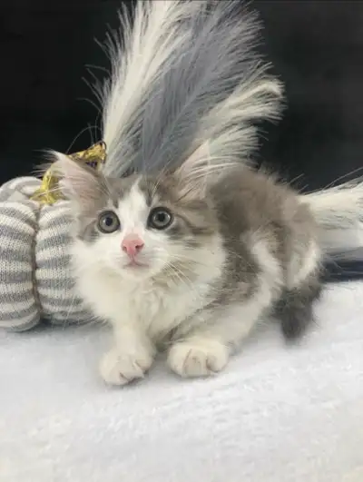 Grey and White Maine Coon Kitten, View more
