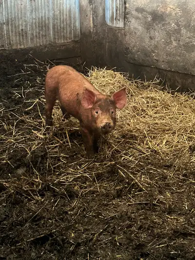 Female piglet Tamworth large black cross , View more