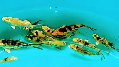 Baby Koi fish for sale, View more
