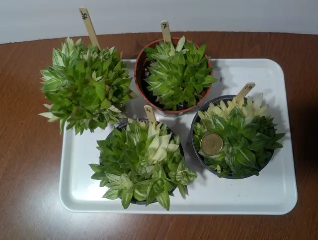 variegated haworthia cymbiformis tropical plants succulents
