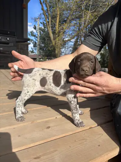 German Shorthaired Pointer Pups, View more