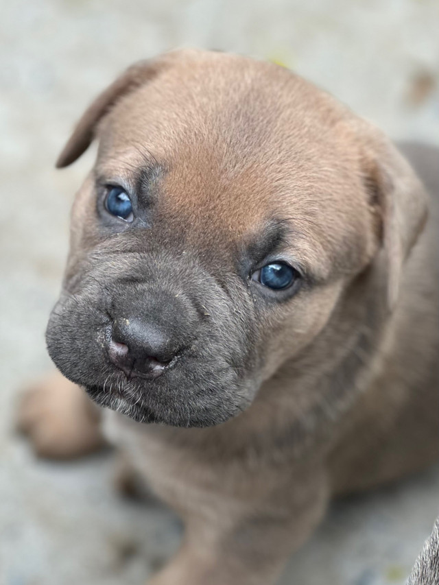 Cane corso  in Dogs & Puppies for Rehoming in Oshawa / Durham Region - Image 3