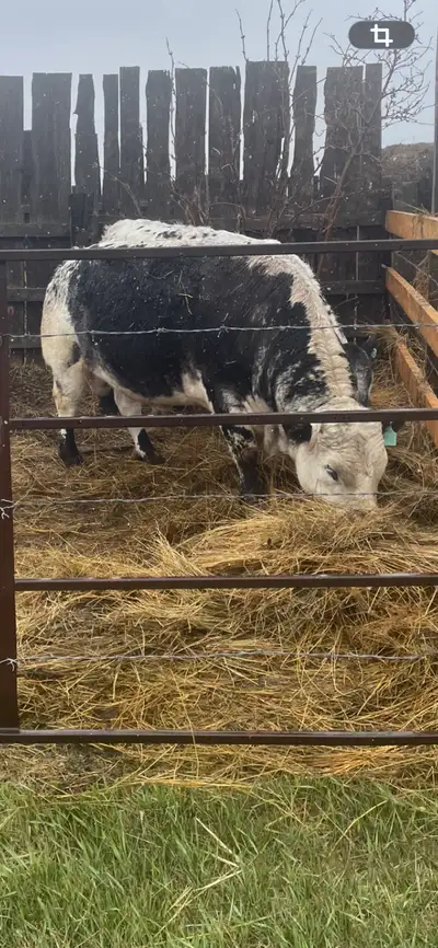 lowline bull for rent, View more
