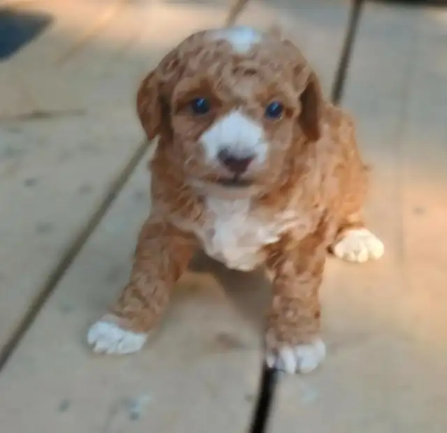 Mini Poodles- Red & Black in Dogs & Puppies for Rehoming in Owen Sound - Image 8