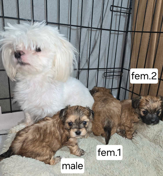 Gorgeous Morkie puppies! in Dogs & Puppies for Rehoming in Prince George - Image 3