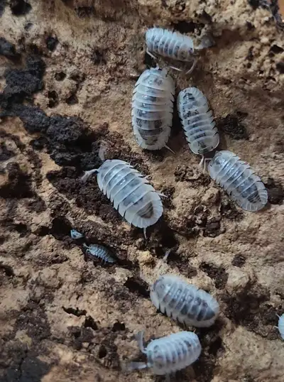This is a rarer isopod species, originally discovered in Japan. 6pk for $35 Pickup preferred but del...
