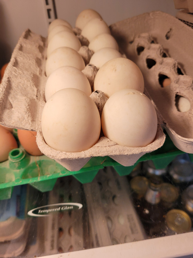 Ducks Eggs For Sale in Livestock in Hamilton