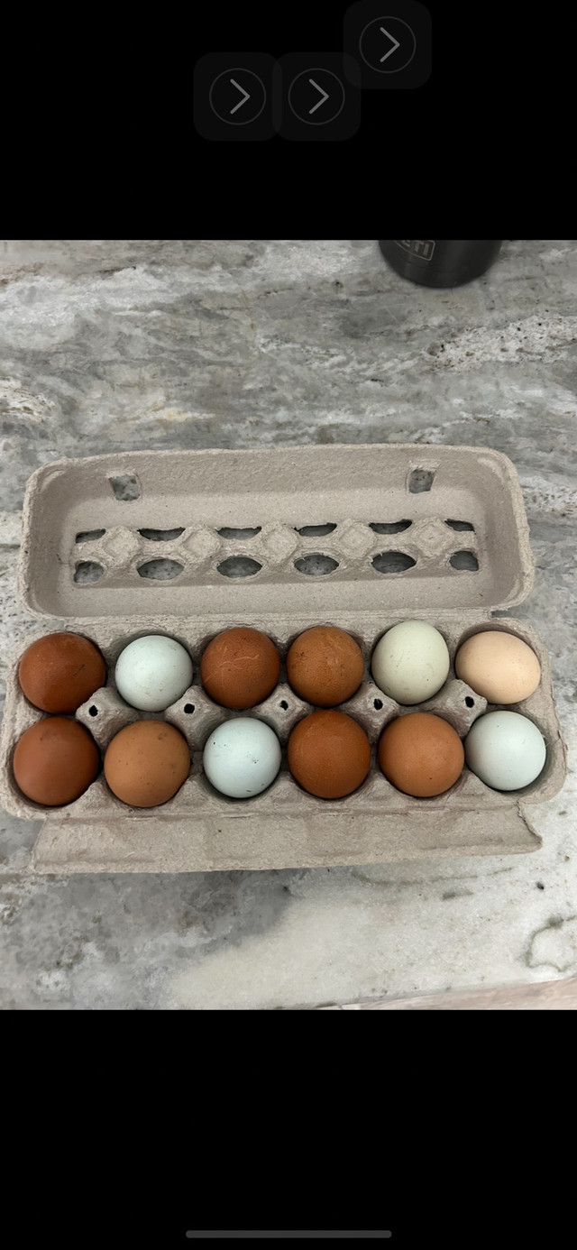 Free range chicken eggs $5 dozen  in Livestock in Windsor Region