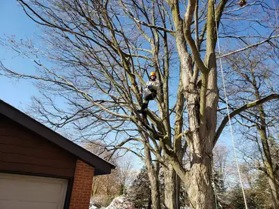 ISA Certified Arborist - Climbing Bear Tree Care- Tree Workers, View more