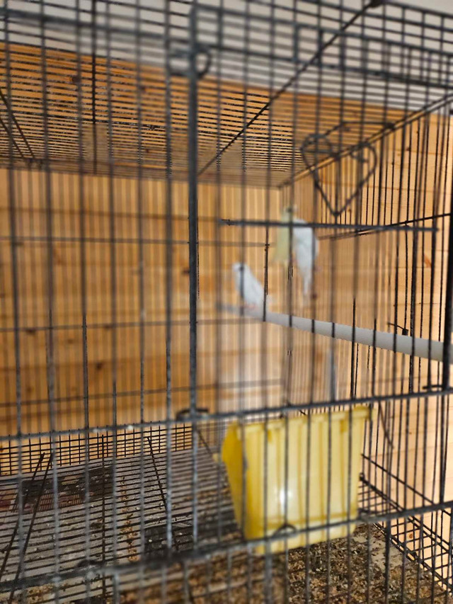 super speciaux lundi 50% sur oiseaux et cages  dans Oiseaux à adopter  à Laval/Rive Nord