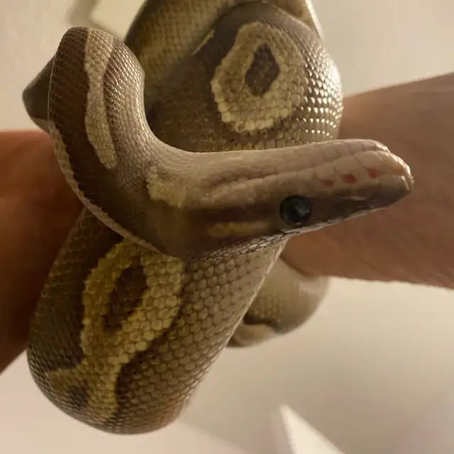cinnamon Mohave het ultamel ballpython in Reptiles & Amphibians for Rehoming in Edmonton - Image 2