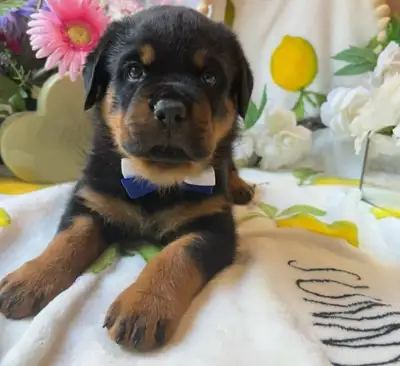 German Rottweiler champion bloodling males pups, View more