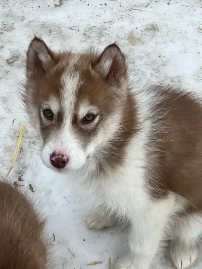 Husky X puppies, View more