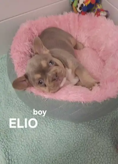 Top quality French bulldogs exotic isabella/blue eyes, View more