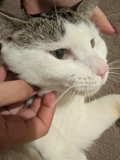 Very Friendly Cat , View more