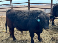 Lowline Angus Bull