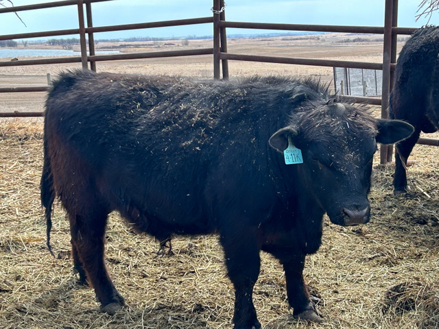 Lowline Angus Bull in Livestock in Brandon
