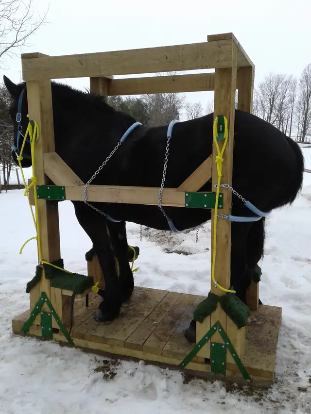 Horse shoeing  stocks in Horses & Ponies for Rehoming in Owen Sound - Image 9