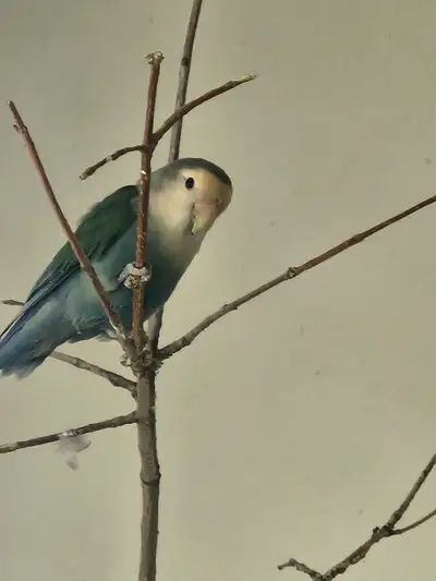 Want Female lovebird, View more