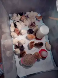 Chicks - 5 that are a few days old $40