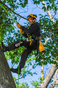 Arbor Art Tree Services - tree removal, trimming, planting