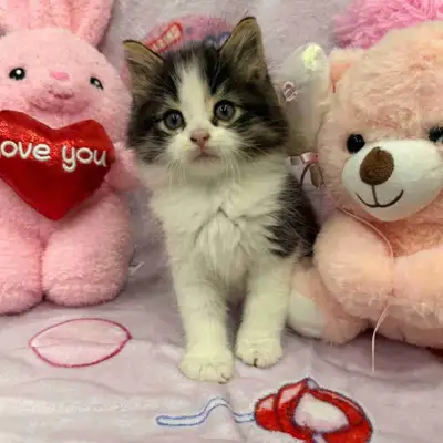 •••⭐️❤️ Siberian Kittens ❤️⭐️•••(647) 362-8118, View more