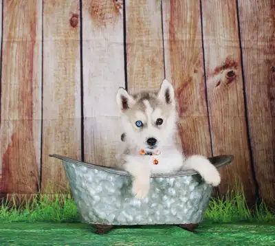 Seppala Husky Puppies 1 male and 1 female available Ou husky’s are amazing, they love to please, gre...
