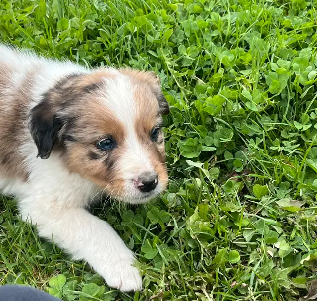 Bernedoodles in Dogs & Puppies for Rehoming in Prince George - Image 3