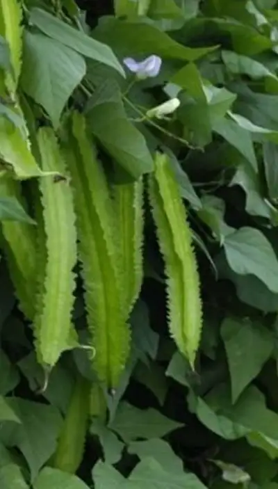 Large healthy Winged bean plant $10 each . Or trade with other vegetable plants or flower plants. Al...