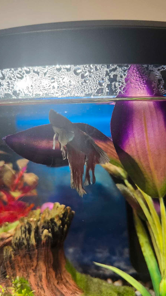 2.5 Gallon Betta Fish Tank in Fish for Rehoming in Calgary - Image 4