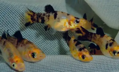 I have a variety of molly fish for sale! These lively fish come in assorted colours and patterns, ad...