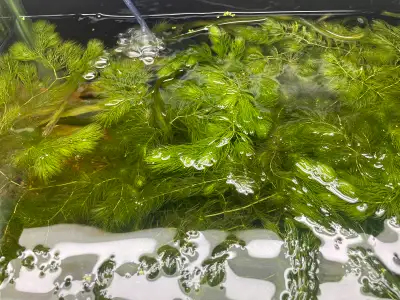Full zip lock bags of Hornwort…great for baby fish and shrimp to hide in. Can be planted or floated…...