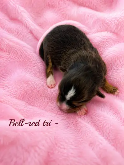 Toy Australian Shepherd puppies, View more