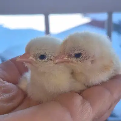 Bantam Cochin Chickens for Sale,$30 one, View more