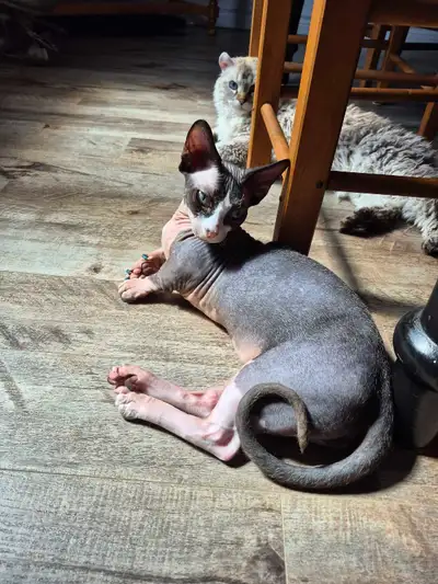 sphynx pattes courtes 1 an 1/2 stérilisé , View more