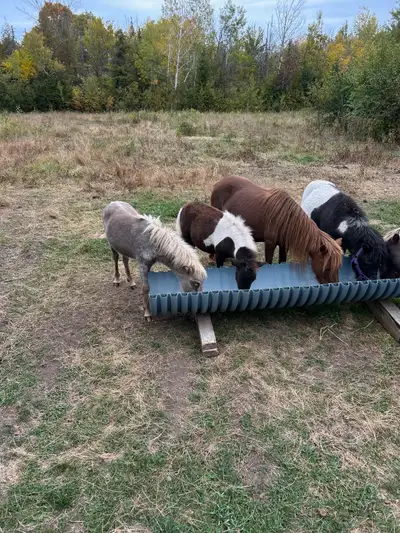 Mini horse colts, View more