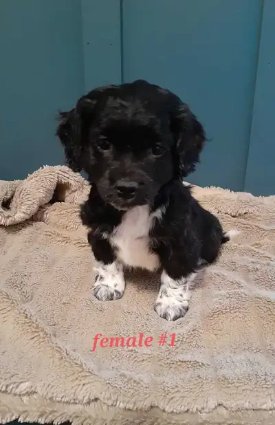 Puppies for sale Super Sweet and Cuddly, affectionate puppies!! A cross between a Cocker Spaniel and...