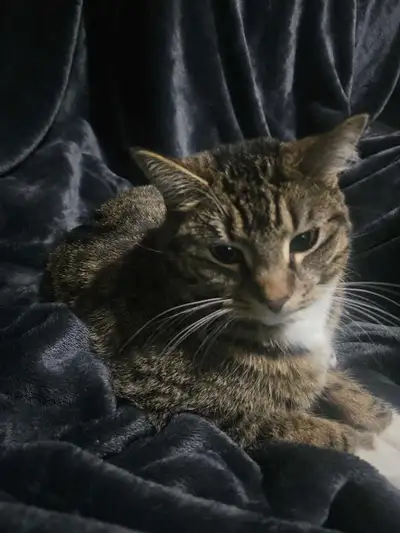cat for sale, View more