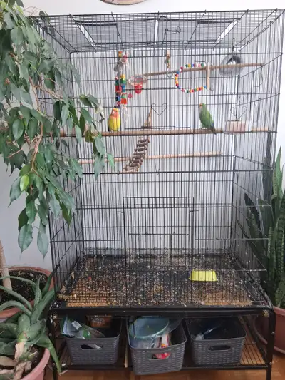 Two Peach-Faced Love Birds + Flight Cage for Sale, View more