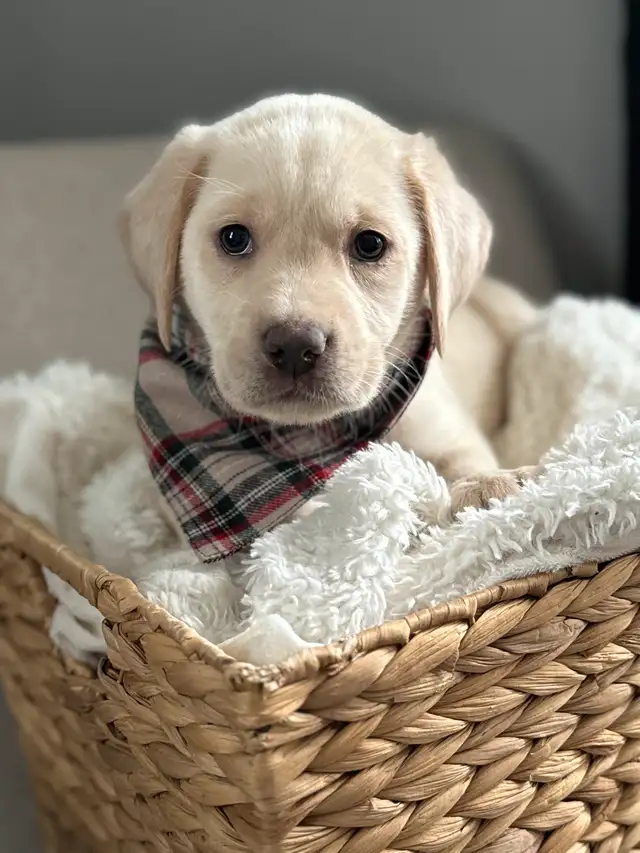 Charcoal & Champagne Purebred Lab Puppies! in Dogs & Puppies for Rehoming in Hamilton - Image 7