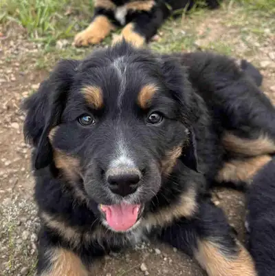 Bernese Mountain Dog Rottweiler cross  (Bernweiler puppies), View more
