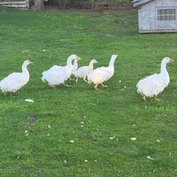 Sebastopol geese and goslings 