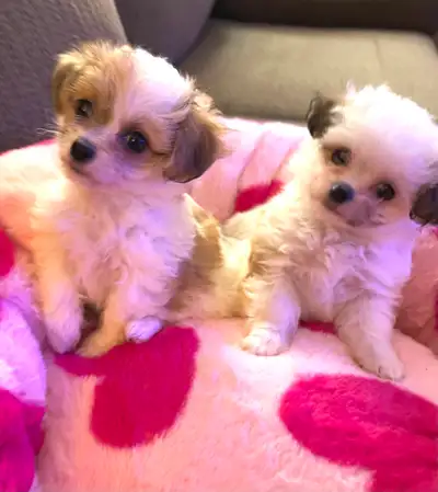 chihuahua poodle in Dogs & Puppies for Rehoming in Canada | Kijiji