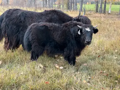 The Yak Ranch is offering some beautiful weanling heifers from 2025. This is my 10 th year of breedi...